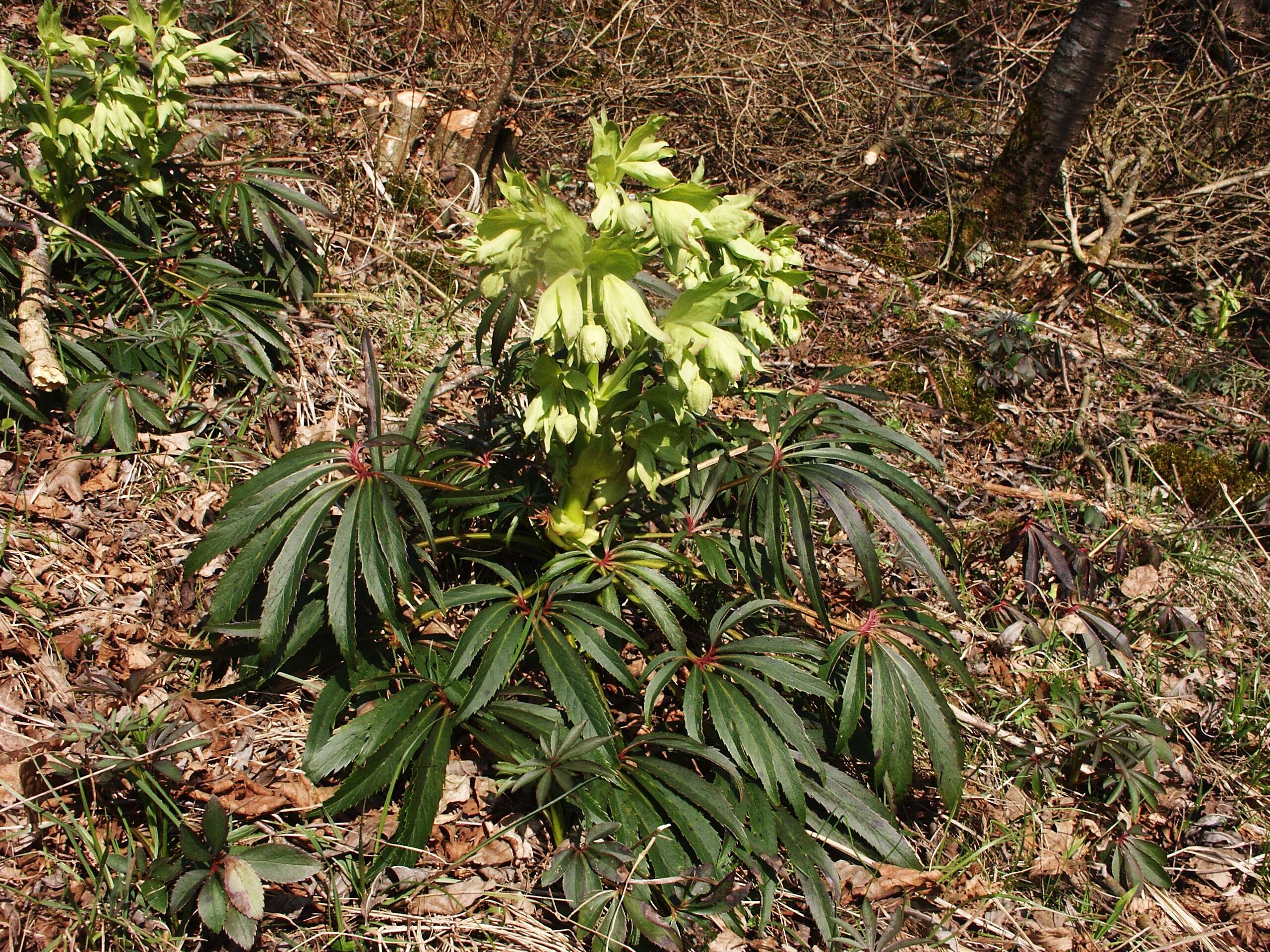 Image of Stinking Hellebore