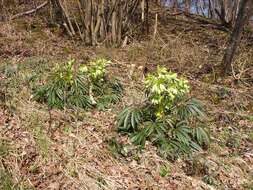 Image of Stinking Hellebore