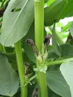 Image of Broad Bean