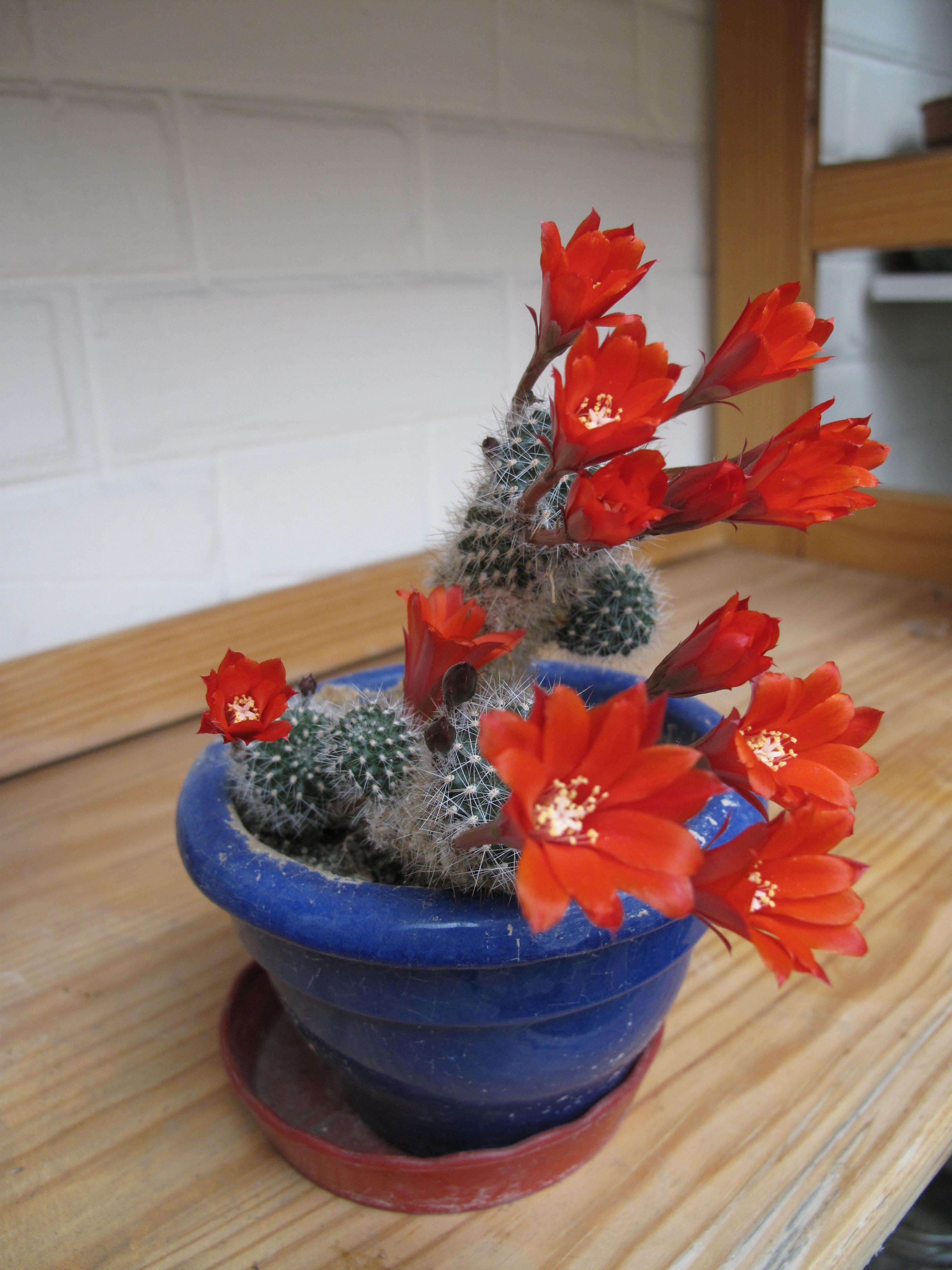 Image of Rebutia minuscula K. Schum.