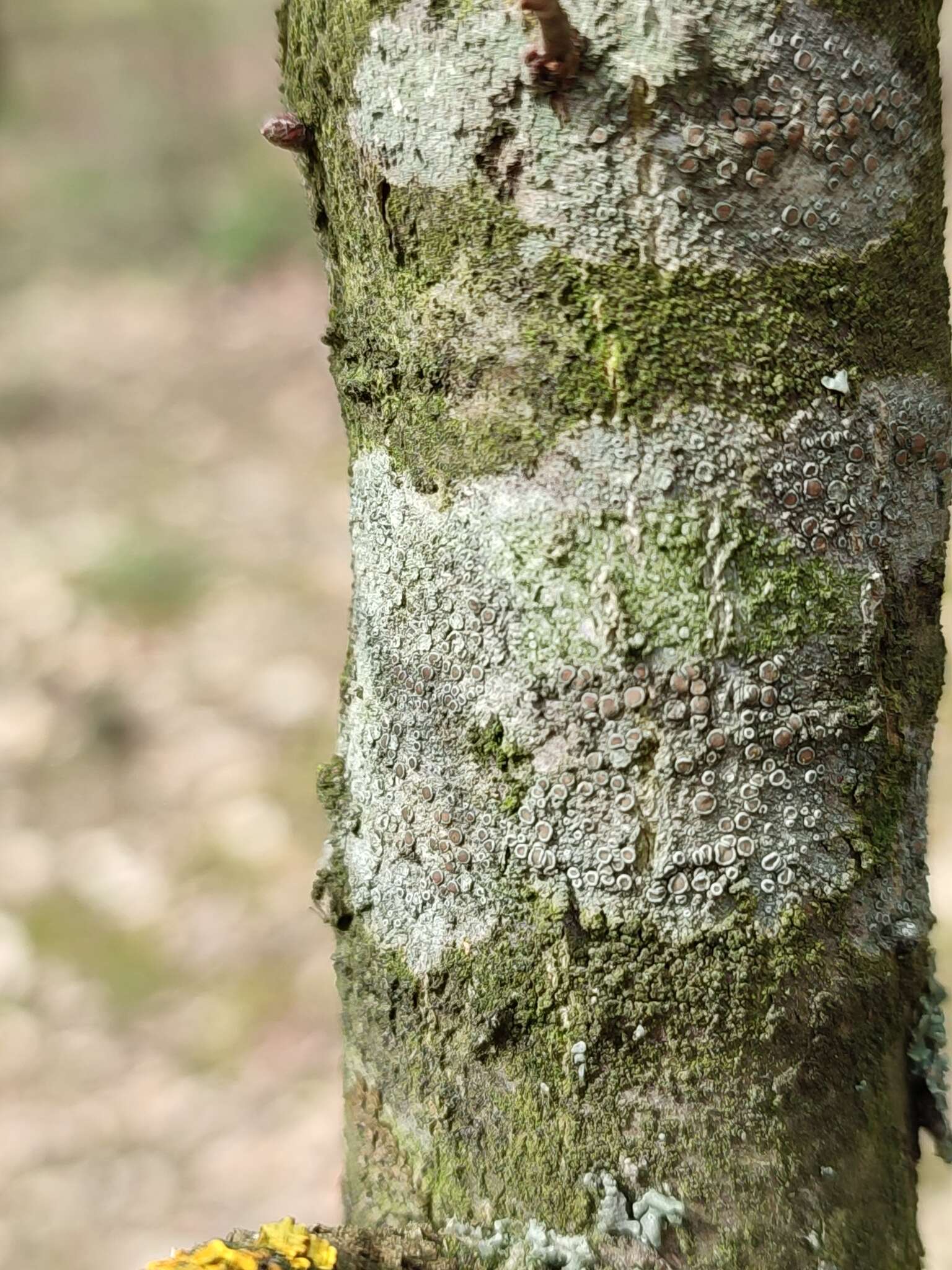 Imagem de Lecanora chlarotera Nyl.