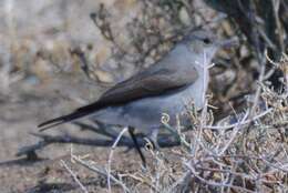 Image of Karoo Chat