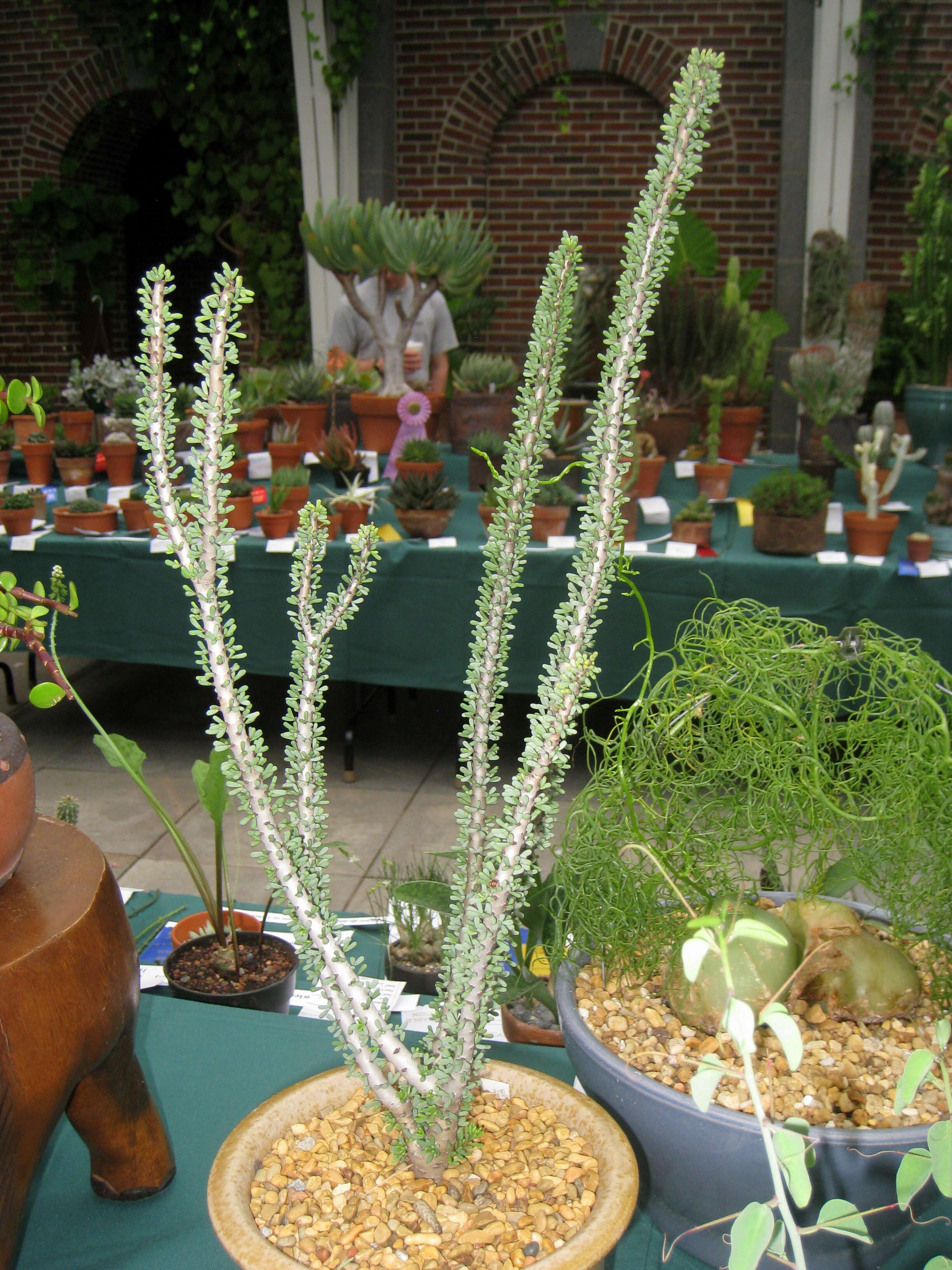 Image of Portulacaria namaquensis Sond.