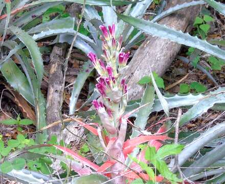 Imagem de Bromelia pinguin L.