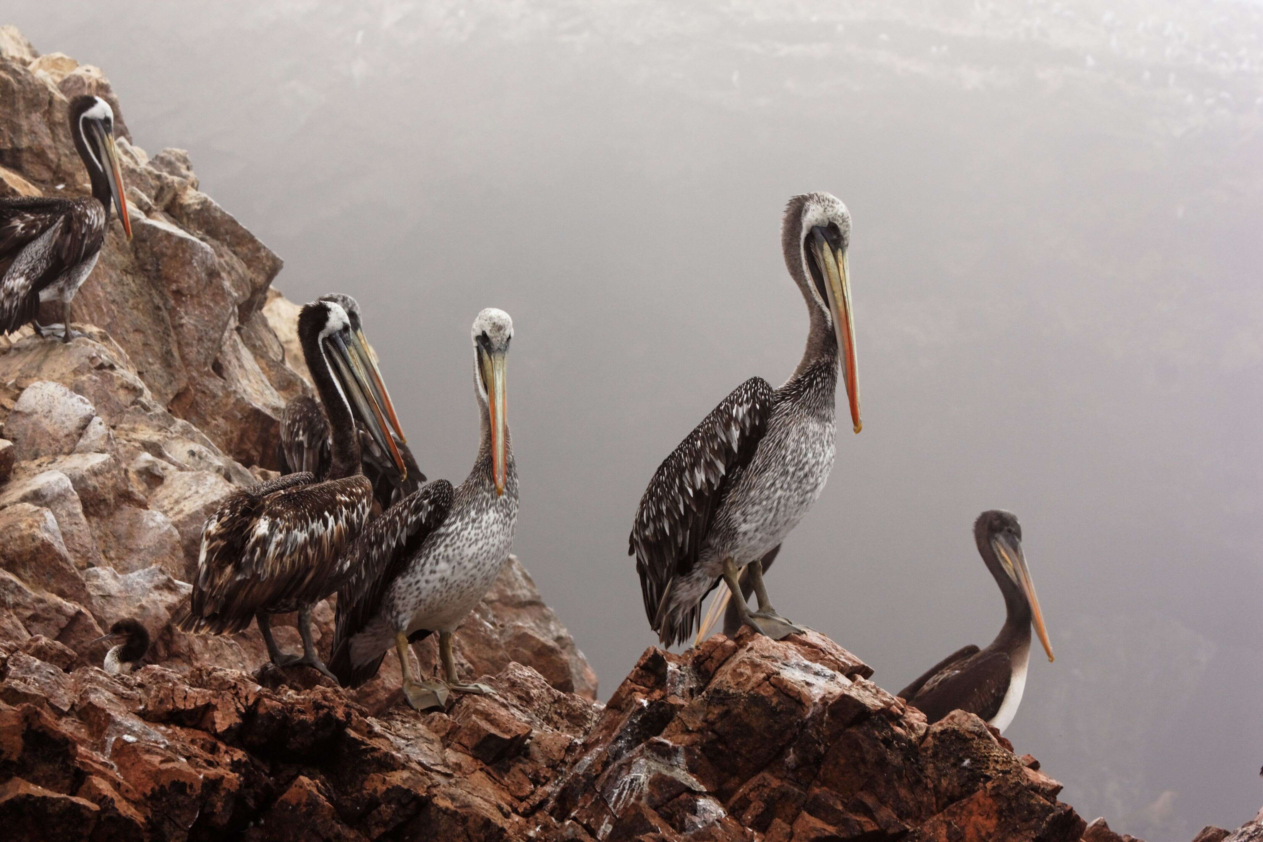 Image of Peruvian Pelican