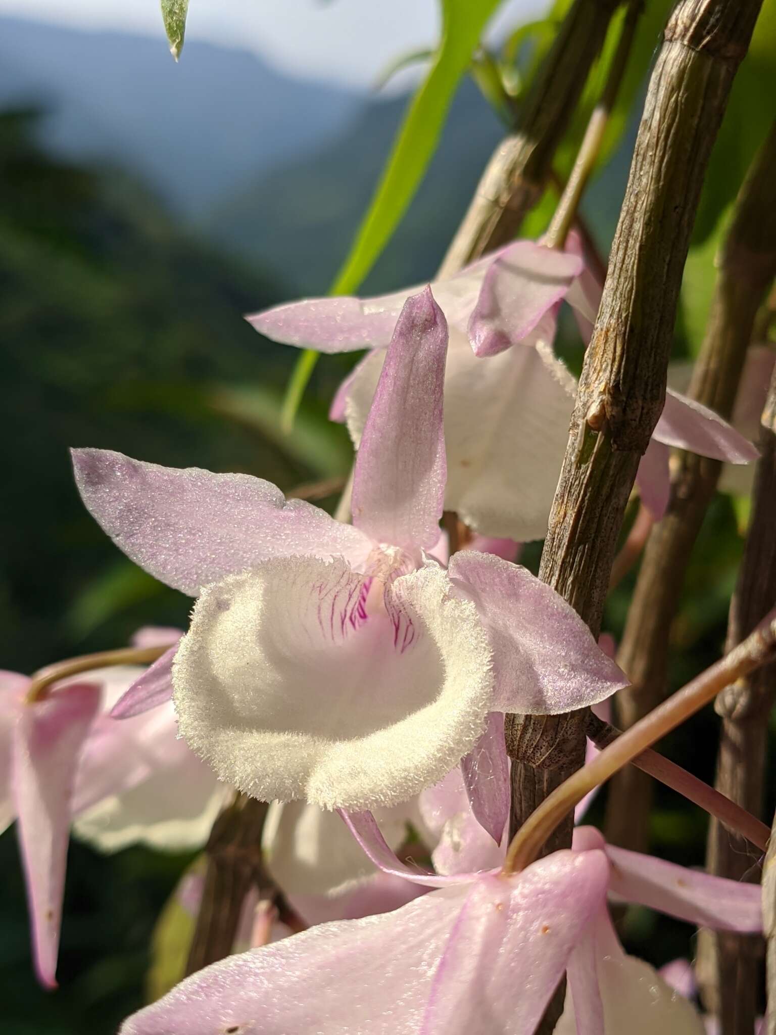 Image of Hooded orchid