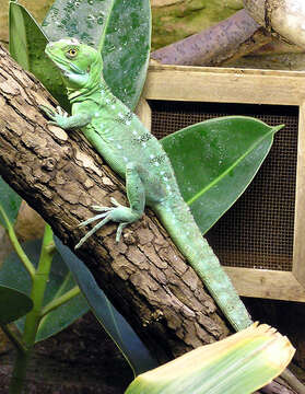 Image of Green Basilisk