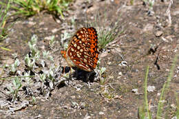 Image de <i>Speyeria hesperis dodgei</i>