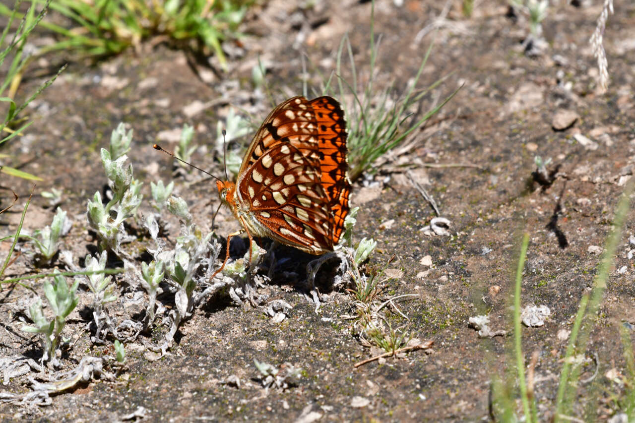 Image of <i>Speyeria hesperis dodgei</i>