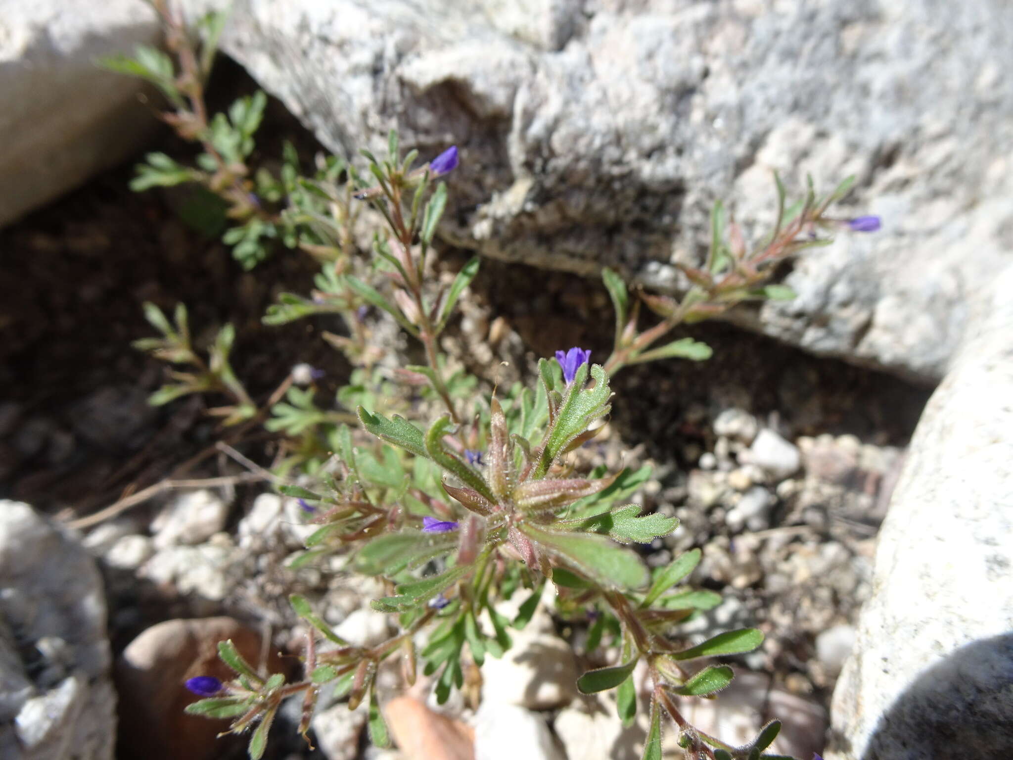 Image of Schistophragma intermedium (A. Gray) Pennell