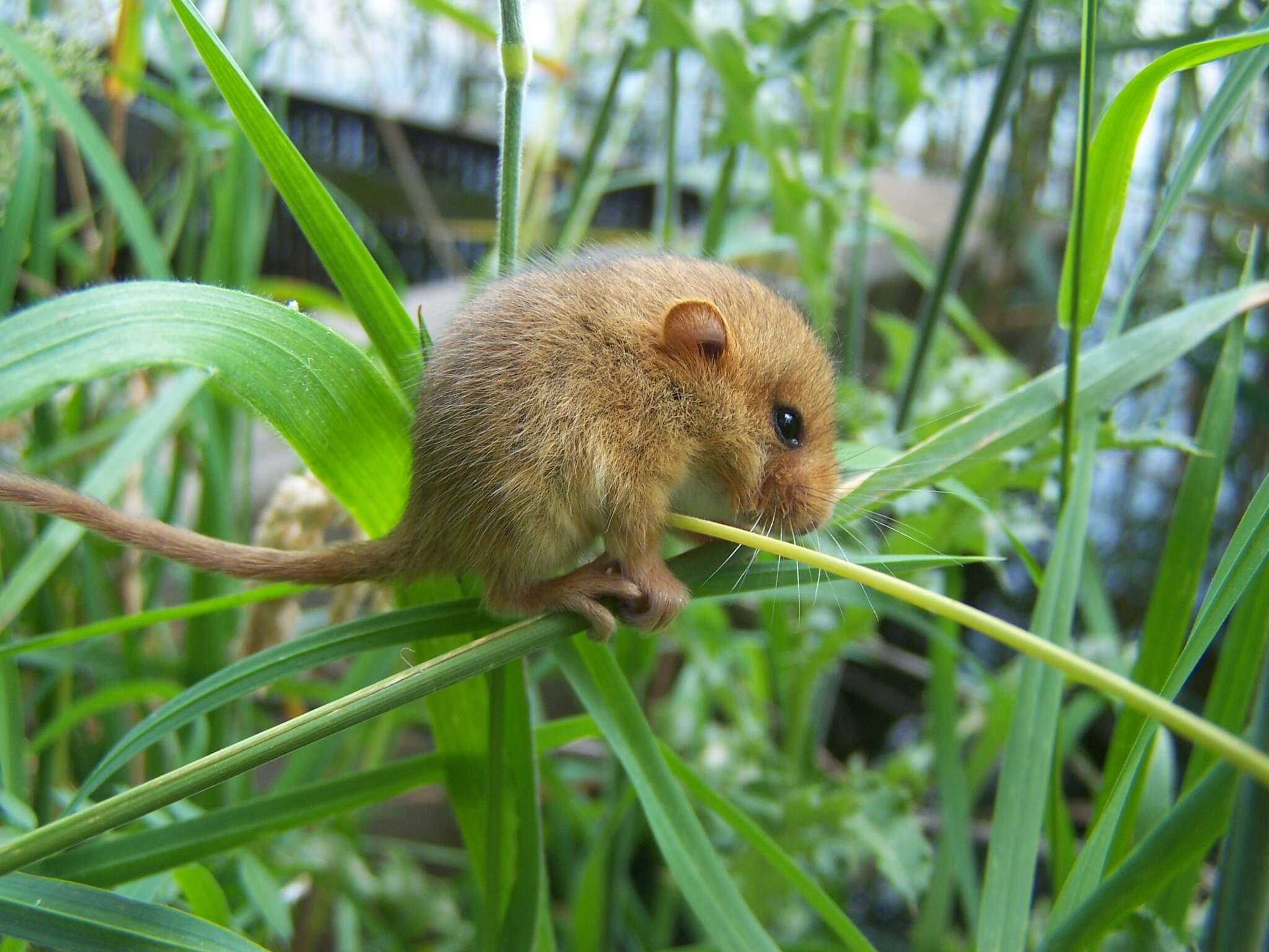 Image of hazel dormouse