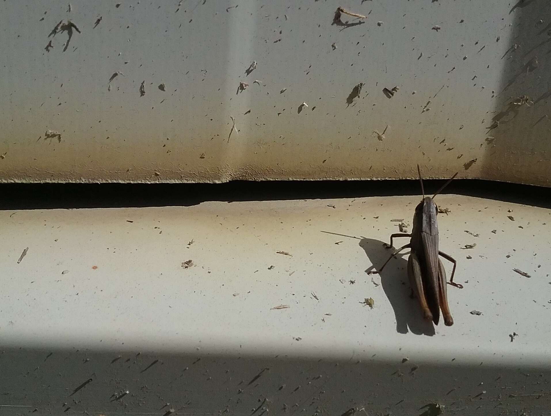 Image of Brown Winter Grasshopper