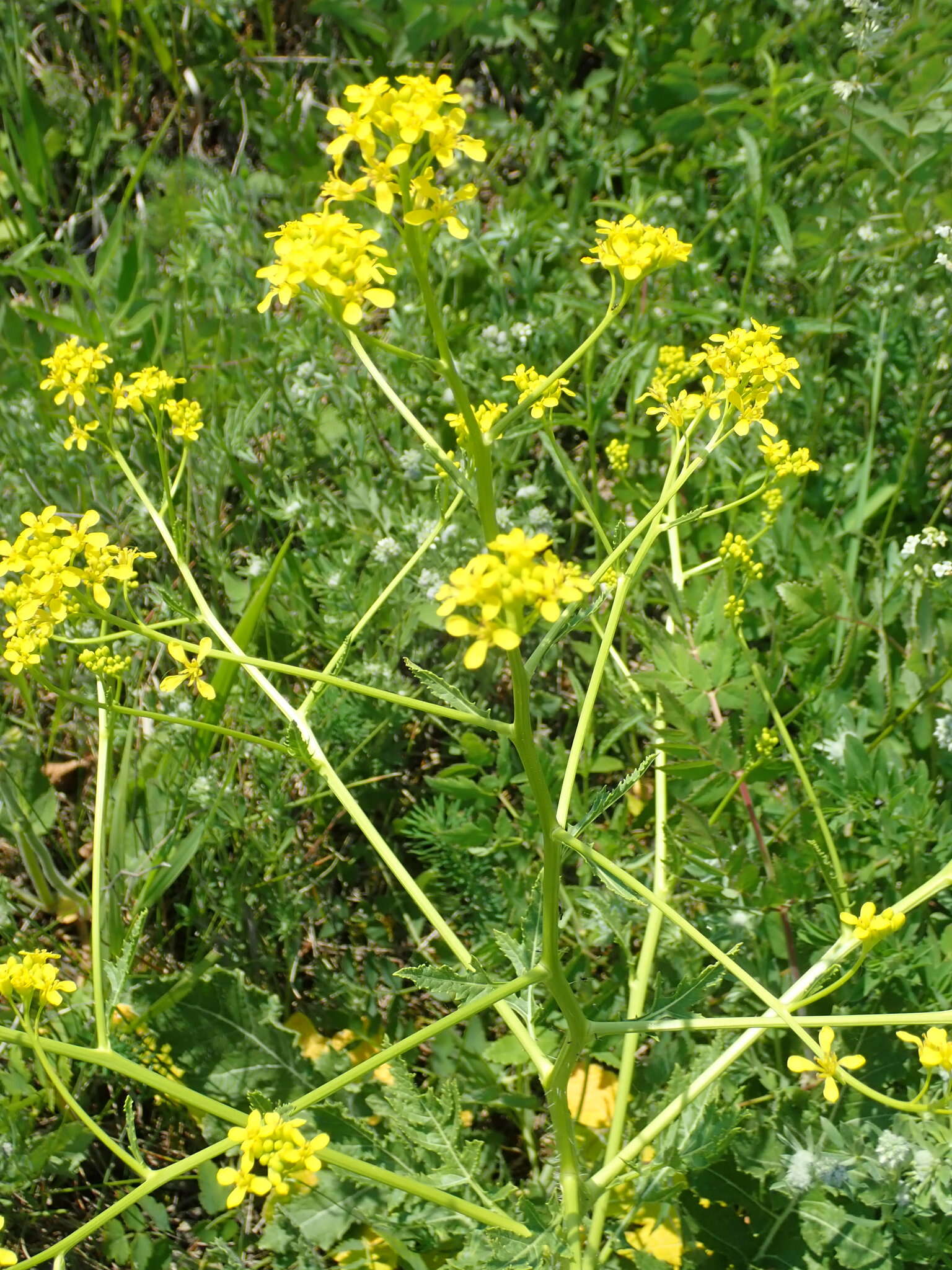 Image of perennial bastardcabbage