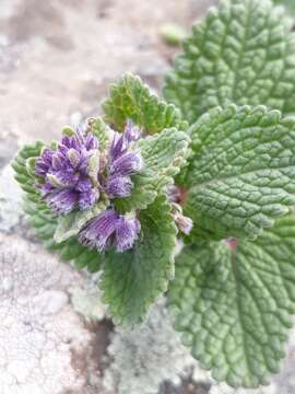 Image of Nepeta racemosa subsp. racemosa