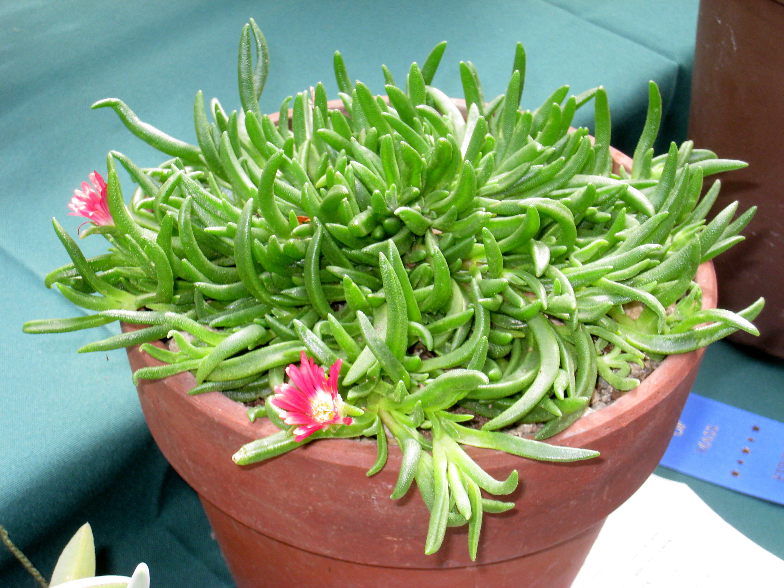 Image of delosperma