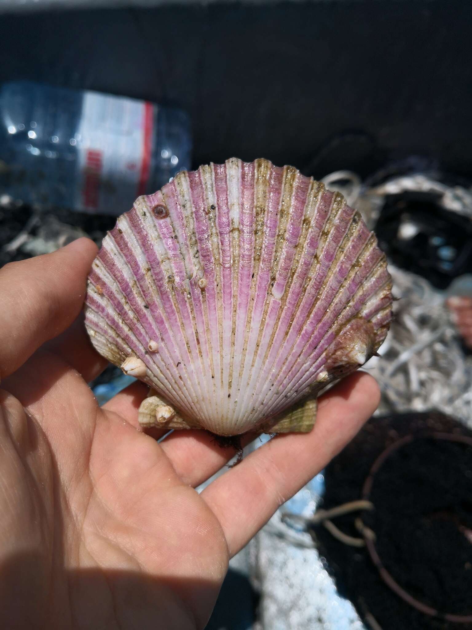 Image of Peruvian scallop