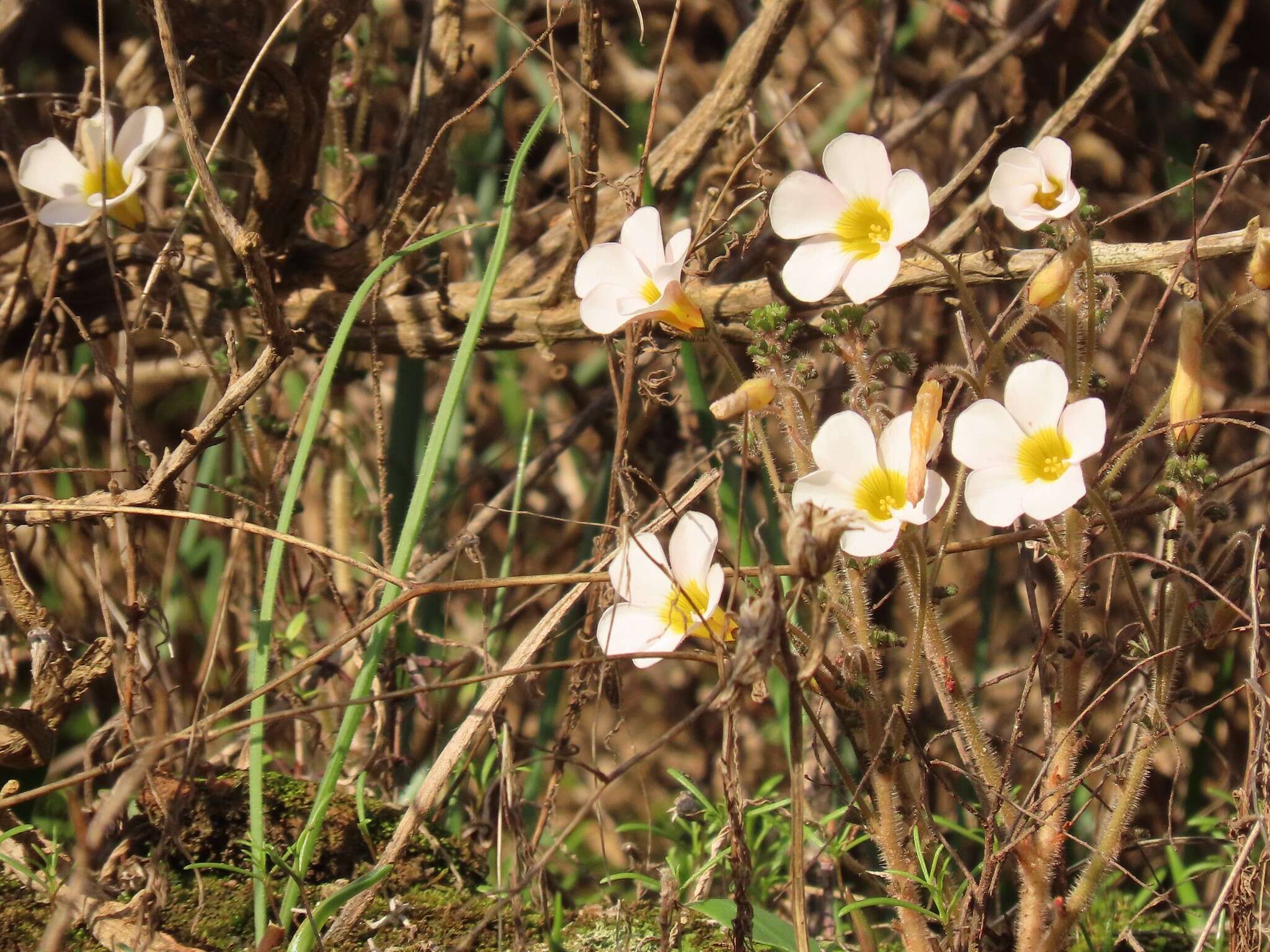 Sivun Oxalis viscosa E. Mey. ex Sond. kuva