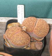 Image of Lithops aucampiae L. Bol.