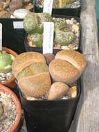 Image of Lithops aucampiae L. Bol.