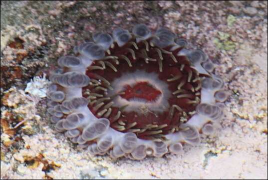 Image of southern anemone