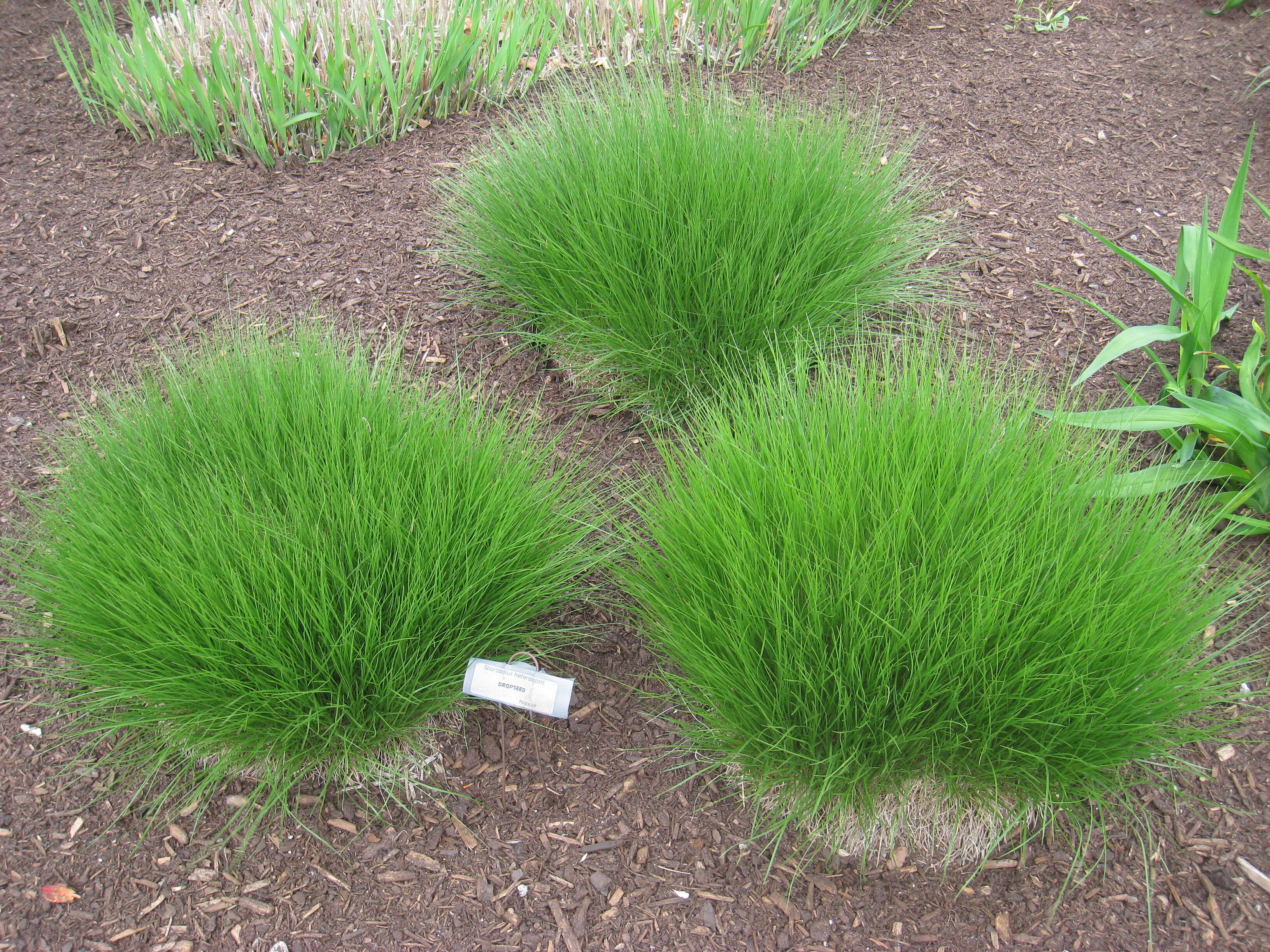 Image of prairie dropseed