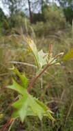 Image of Grevillea ramosissima Meissn.