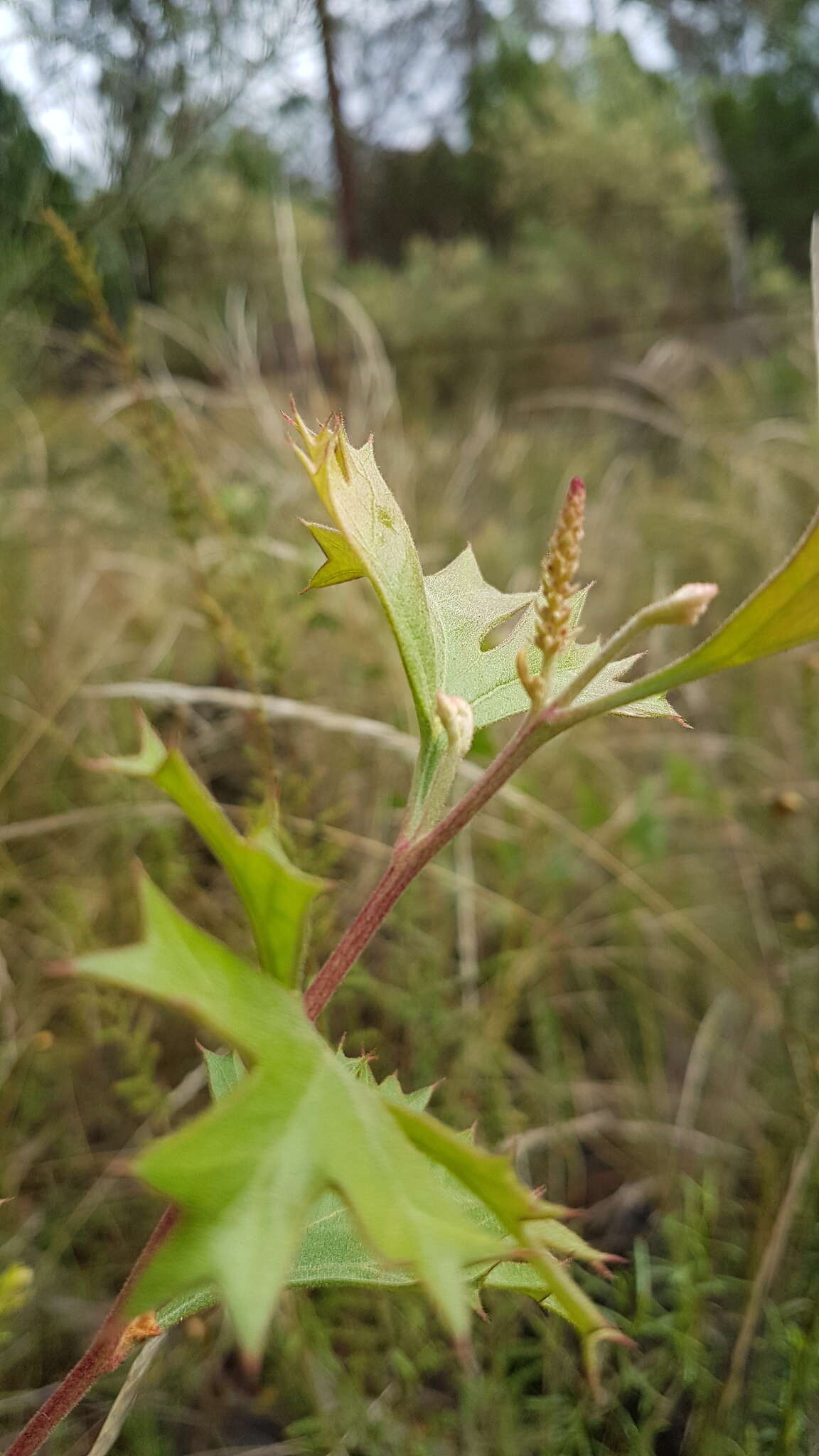 Image of Grevillea ramosissima Meissn.