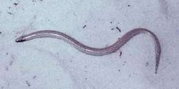 Image of Florida Sand Skink