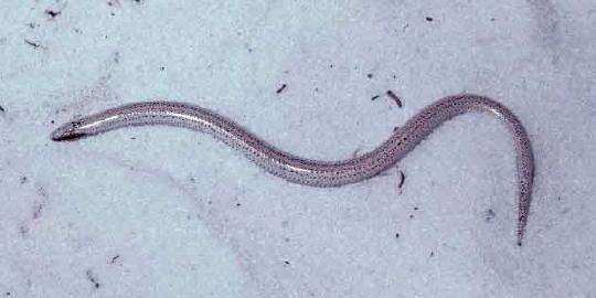 Image of Florida Sand Skink