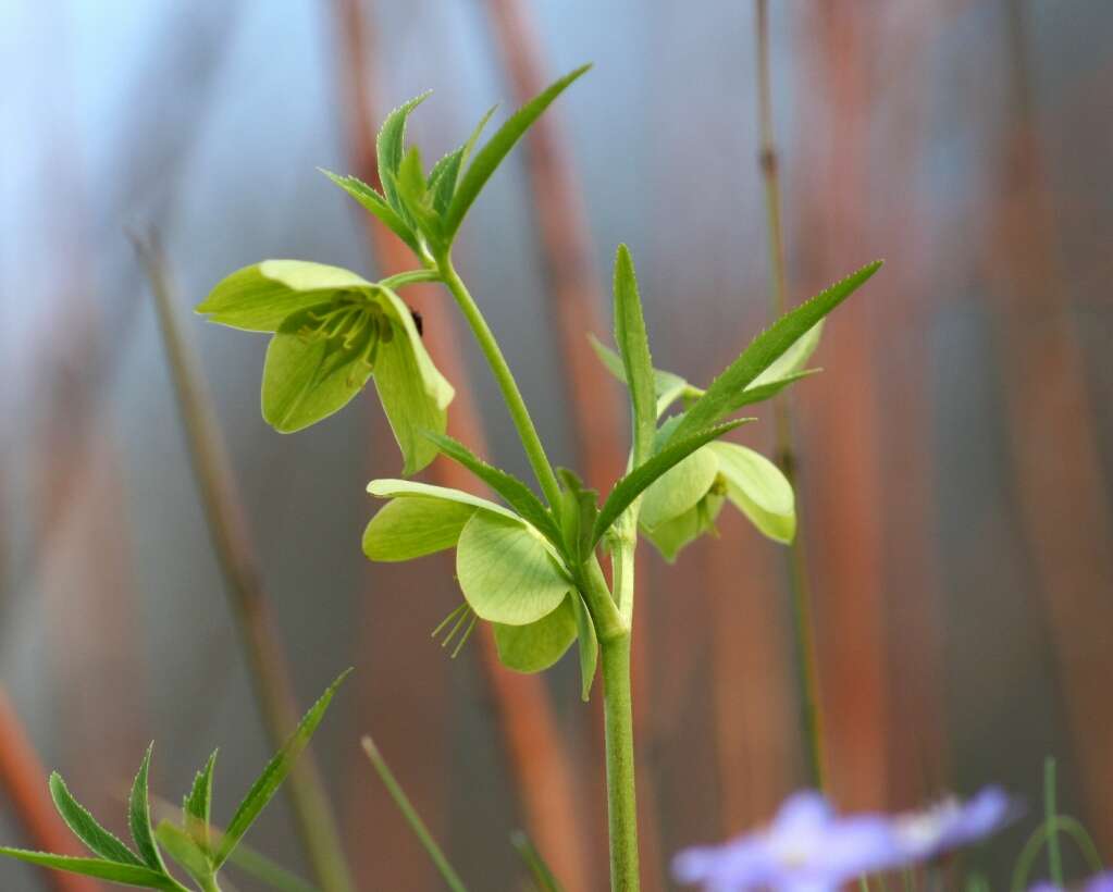 Image of Green Hellebore