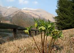 Image of Green Hellebore