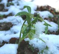 Image of Green Hellebore