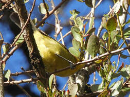 Image of African Yellow White-eye