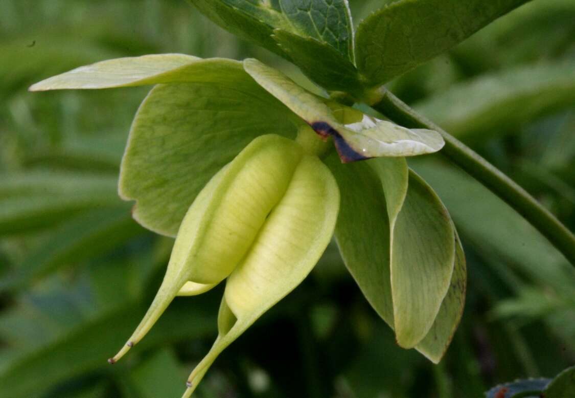 Image of Green Hellebore