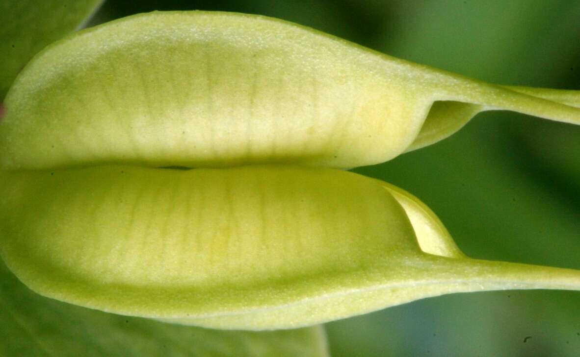 Image of Green Hellebore