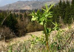 Image of Green Hellebore