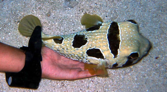 Image of Black-blotched porcupinefish