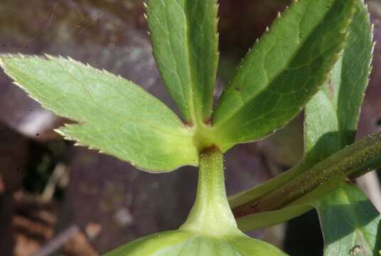 Image of Green Hellebore