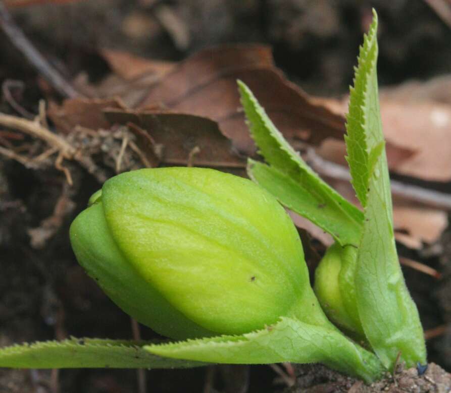 Image of Green Hellebore