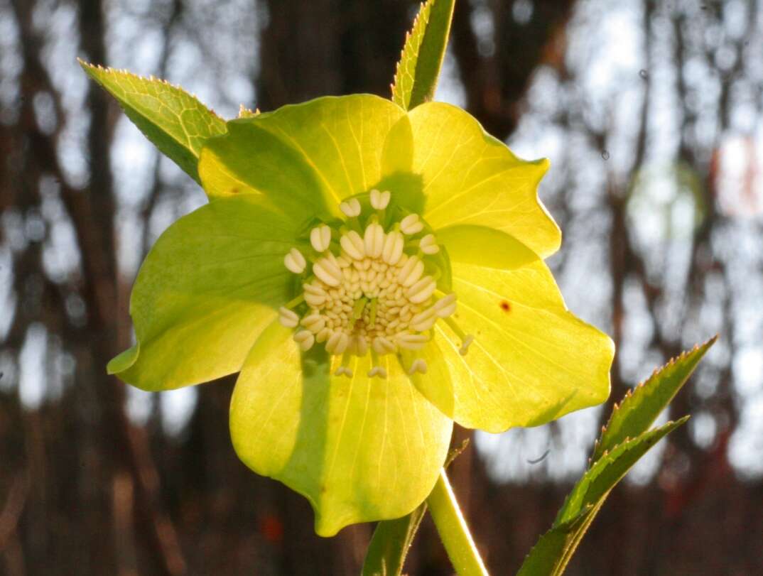 Image of Green Hellebore