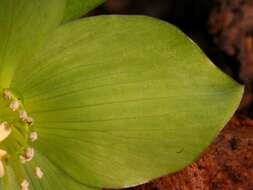 Image of Green Hellebore