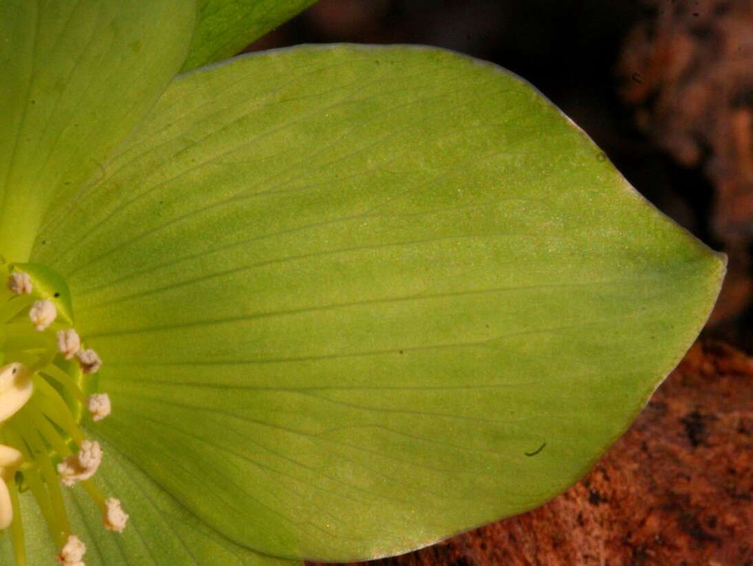 Image of Green Hellebore