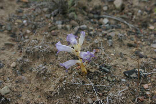 Imagem de Orobanche amoena C. A. Mey.