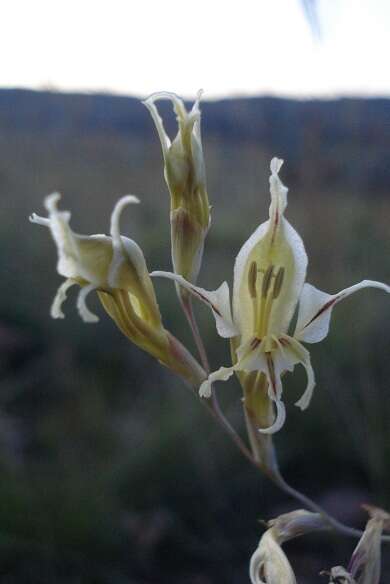 Imagem de Gladiolus permeabilis subsp. edulis (Burch. ex Ker Gawl.) Oberm.