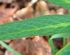 Image of Green Hellebore