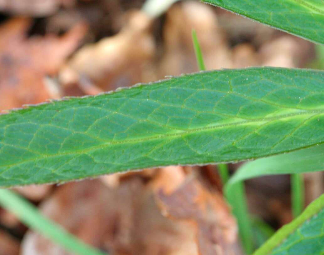 Image of Green Hellebore