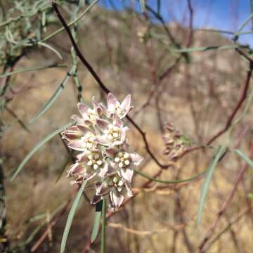 Imagem de Funastrum cynanchoides var. hartwegii (Vail) A. Krings