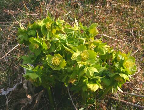 Image of Green Hellebore