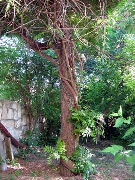 Image of Chinese wisteria