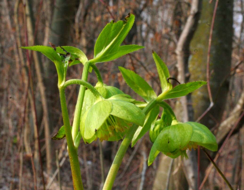 Image of Green Hellebore